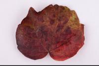 Photo Texture of Leaf 0054